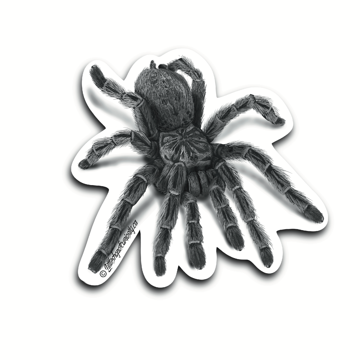 Charcoal Tarantula Sticker - Black & White Sticker - Little Shop of Curiosity