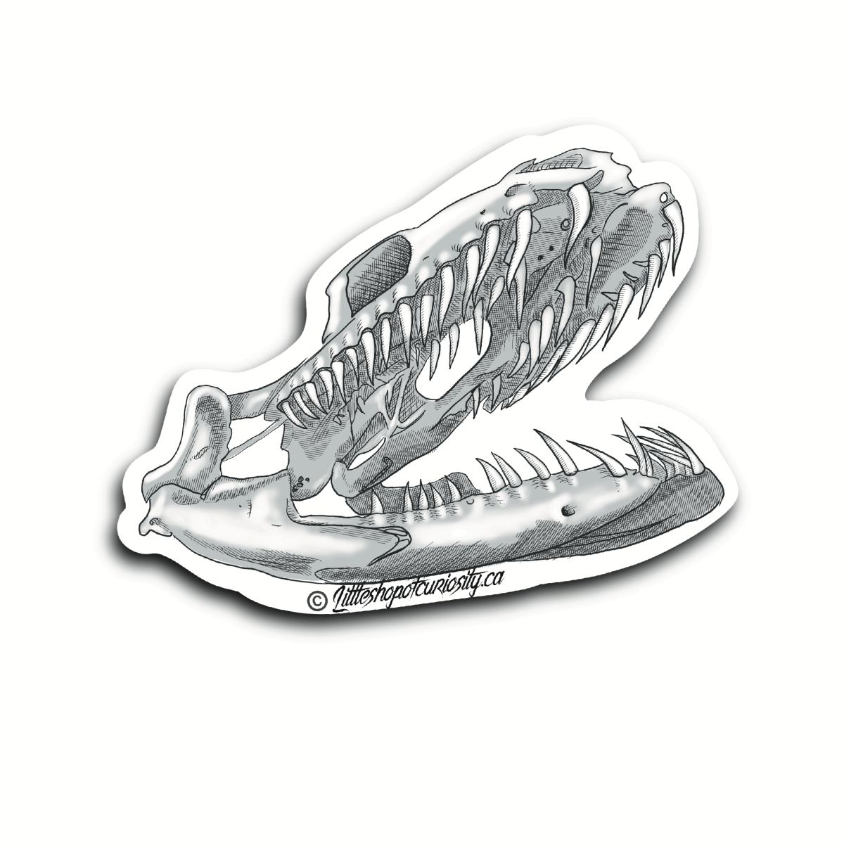 Snake Skull Sticker - Black & White Sticker - Little Shop of Curiosity