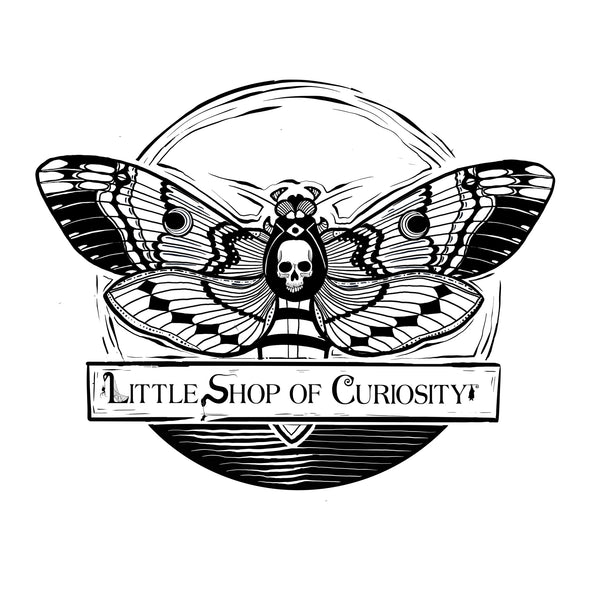 Little Shop of Curiosity