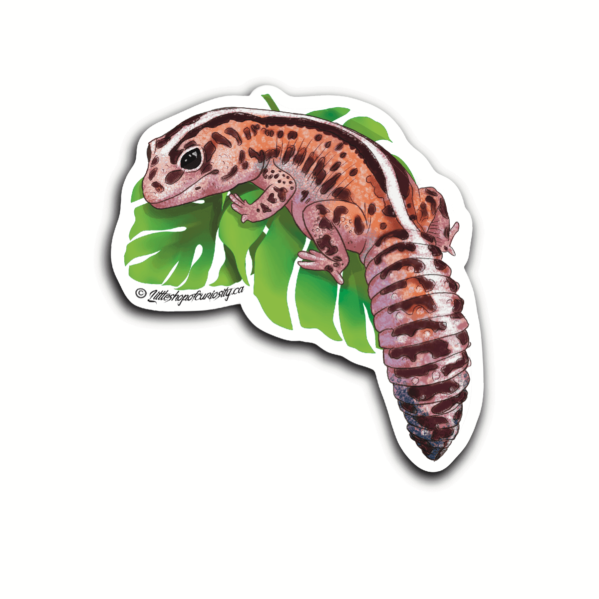 African Fat-tailed Gecko Sticker - Colour Sticker - Little Shop of Curiosity