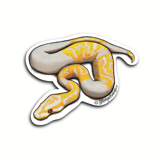 Albino Pied Ball Python Sticker - Colour Sticker - Little Shop of Curiosity