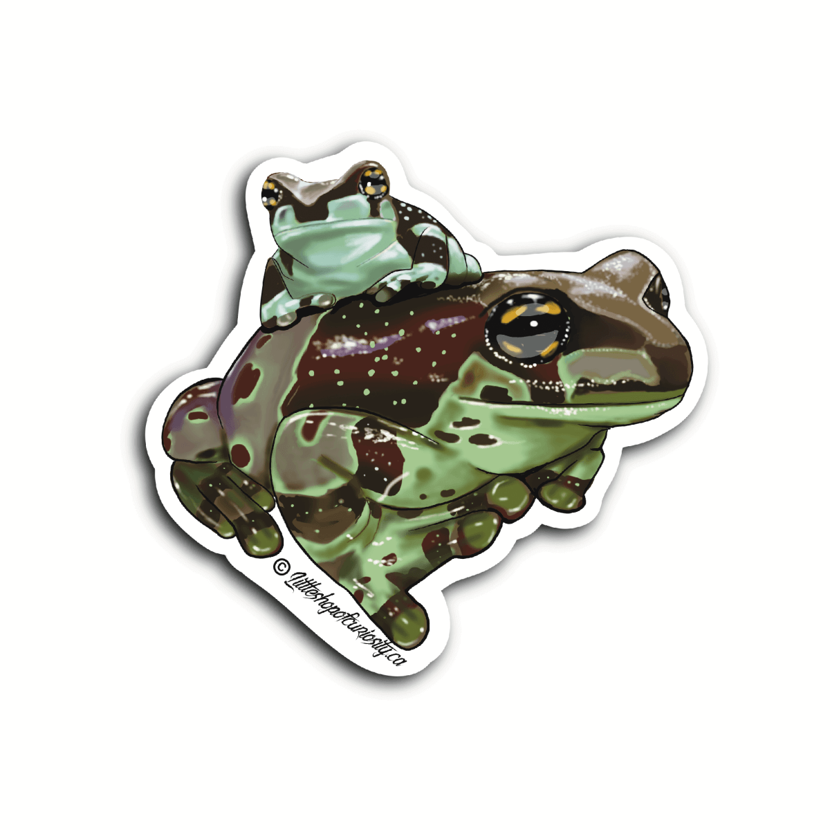 Amazon Milk Frog Sticker - Colour Sticker - Little Shop of Curiosity