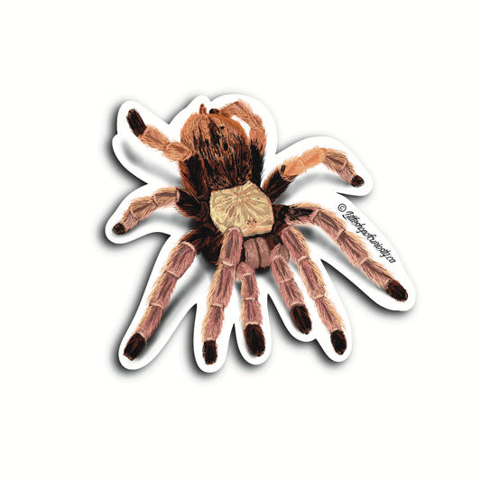 Arizona Blonde Tarantula Sticker - Colour Sticker - Little Shop of Curiosity