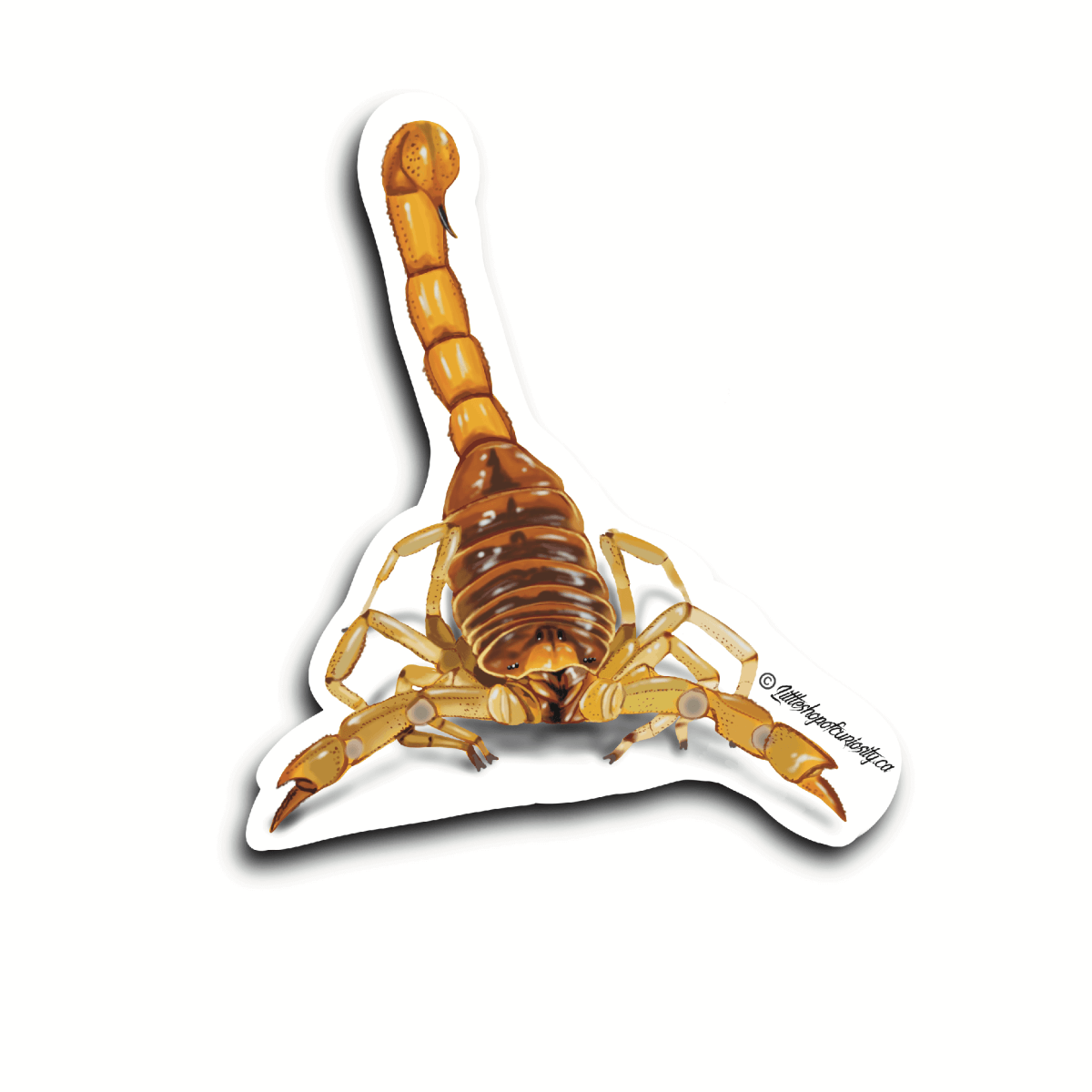 Arizona Desert Hairy Scorpion Sticker - Colour Sticker - Little Shop of Curiosity
