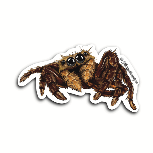 Asian Wall Jumping Spider Sticker - Colour Sticker - Little Shop of Curiosity