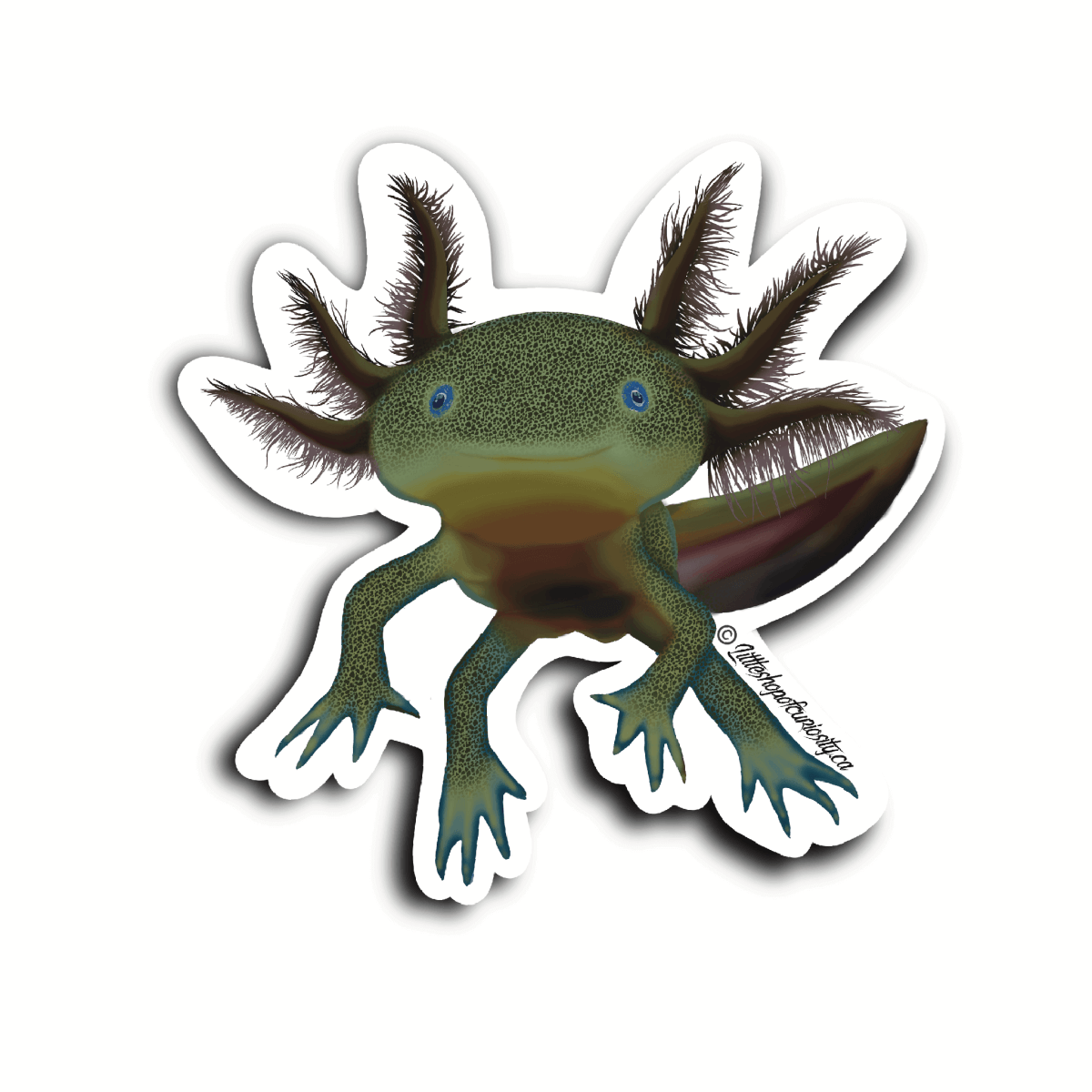 Axolotl Sticker - Colour Sticker - Little Shop of Curiosity