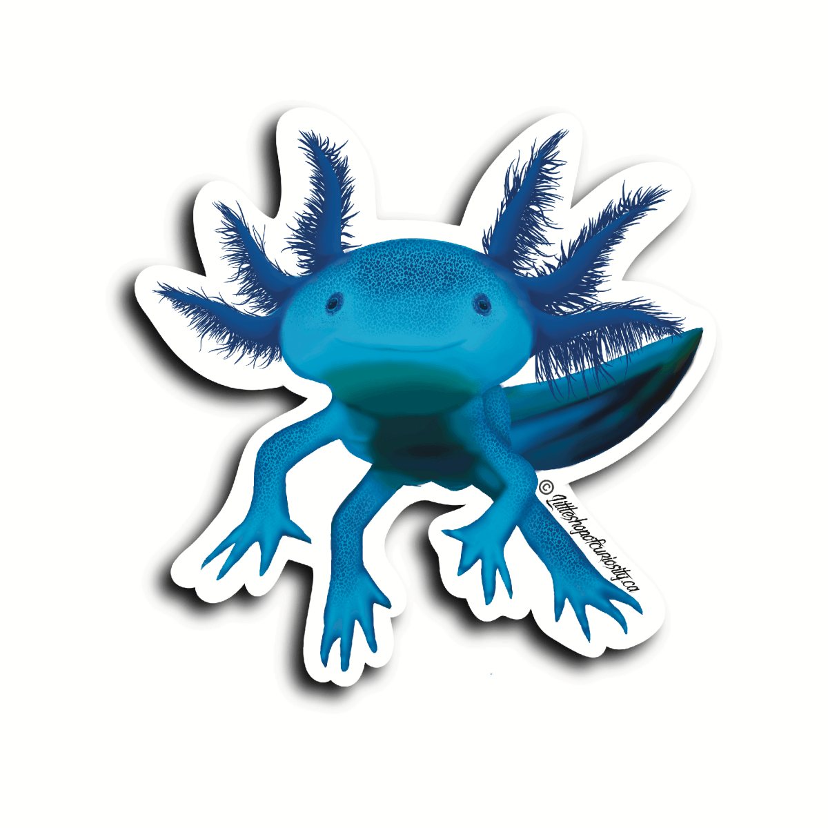 Axolotl Sticker - Colour Sticker - Little Shop of Curiosity