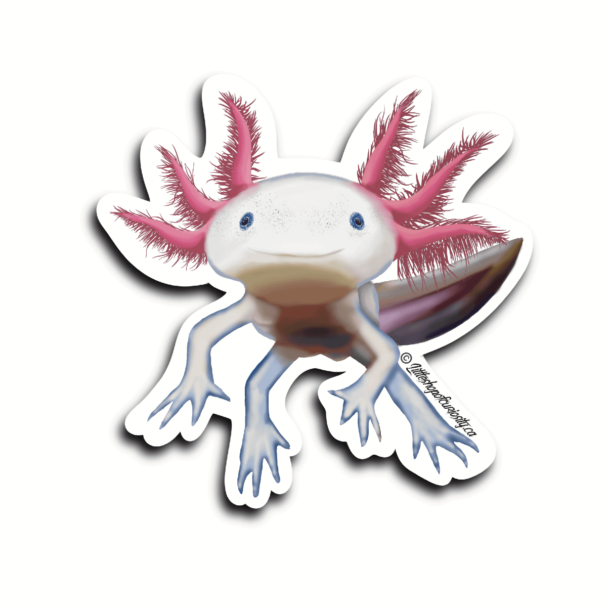 Axolotl Sticker - Colour Sticker - Little Shop of Curiosity