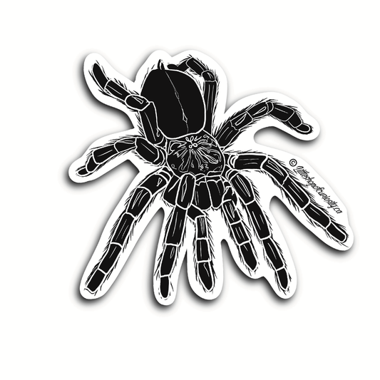 Black & White Tarantula Sticker - Black & White Sticker - Little Shop of Curiosity