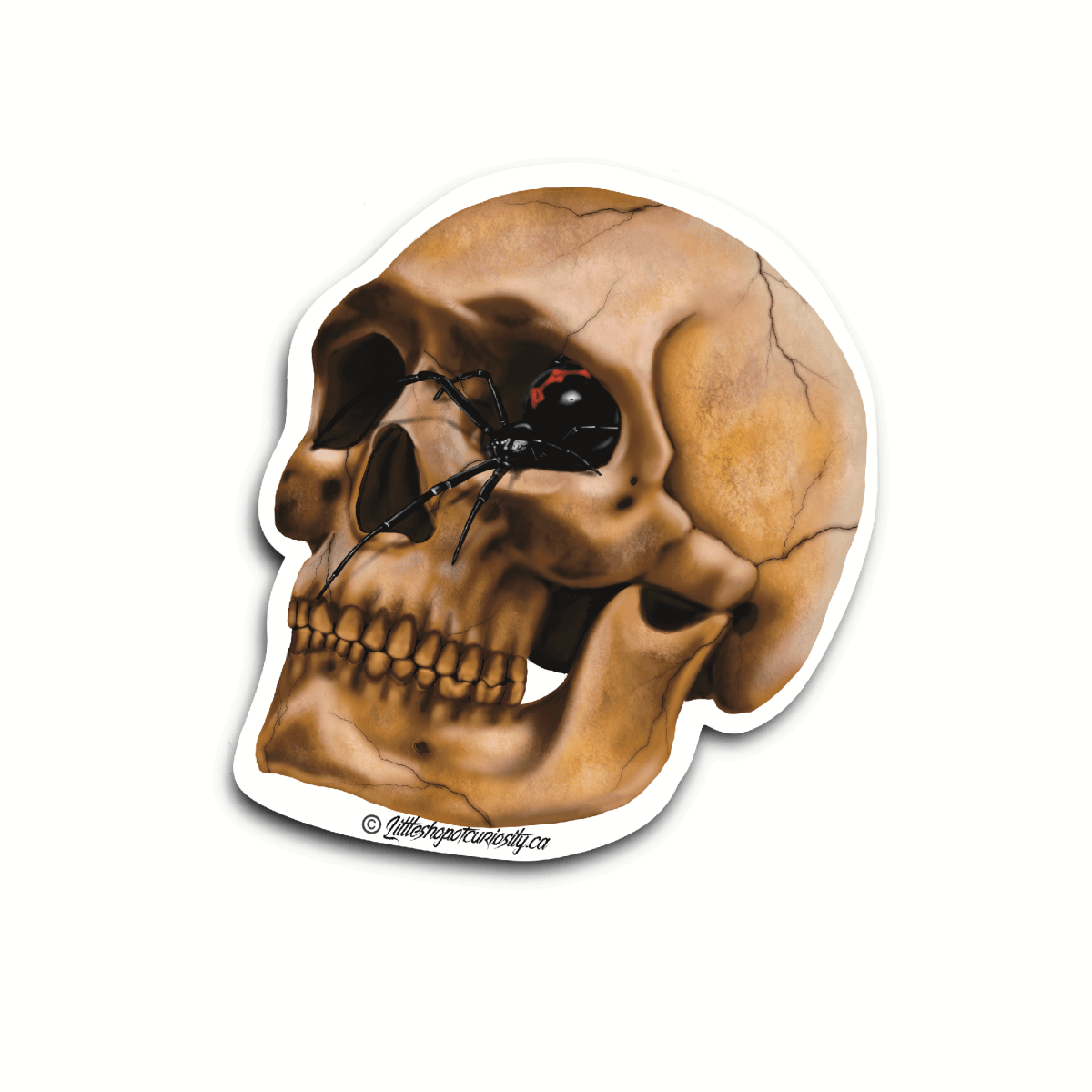 Black Widow in Skull Sticker - Colour Sticker - Little Shop of Curiosity