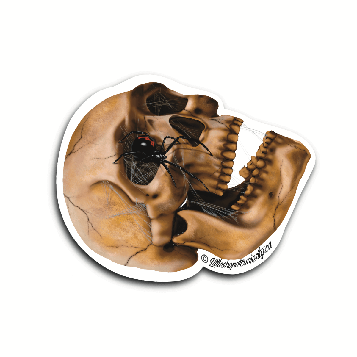 Black Widow in Webbed Skull Sticker - Colour Sticker - Little Shop of Curiosity