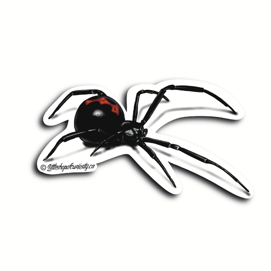 Black Widow Sticker - Colour Sticker - Little Shop of Curiosity