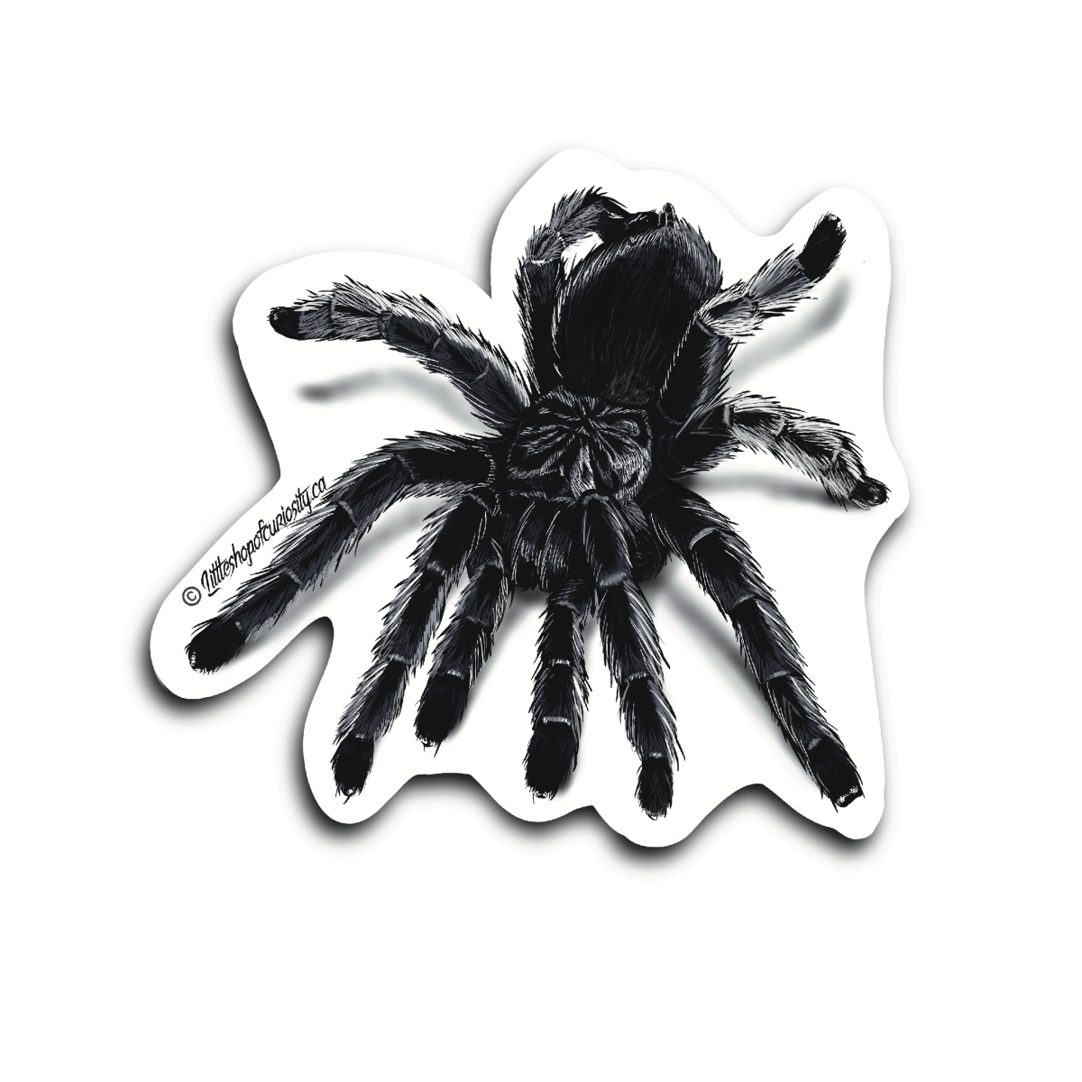 Brazilian Black Tarantula Sticker - Colour Sticker - Little Shop of Curiosity