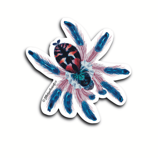 Brazilian Jewel Tarantula Sticker - Colour Sticker - Little Shop of Curiosity