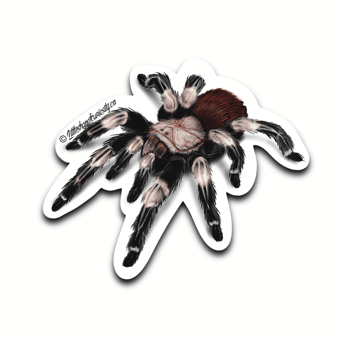 Brazilian Red And White Tarantula Sticker - Colour Sticker - Little Shop of Curiosity