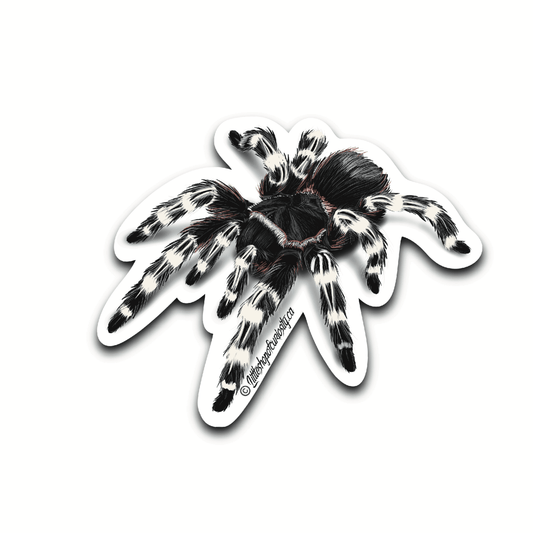 Brazilian Whiteknee Tarantula Sticker - Colour Sticker - Little Shop of Curiosity