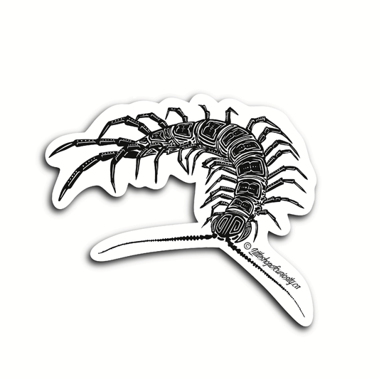Centipede Black & White Sticker - Black & White Sticker - Little Shop of Curiosity