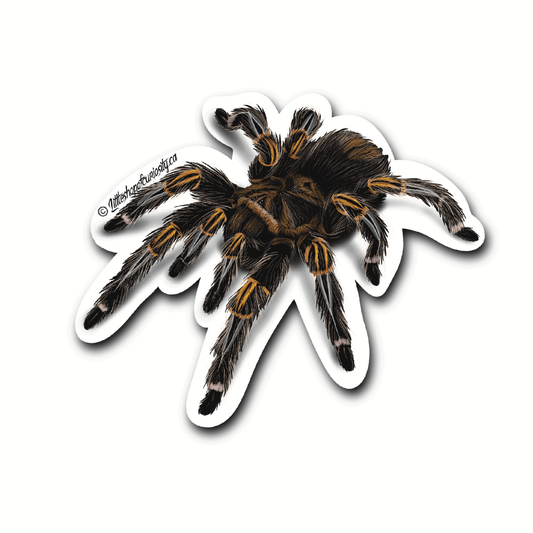 Chaco Golden Knee Tarantula Sticker - Colour Sticker - Little Shop of Curiosity