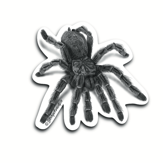 Charcoal Tarantula Sticker - Black & White Sticker - Little Shop of Curiosity