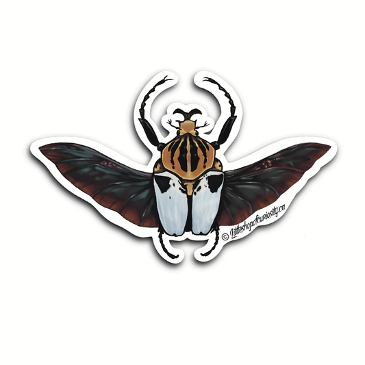 Chief Goliath Beetle Sticker - Colour Sticker - Little Shop of Curiosity