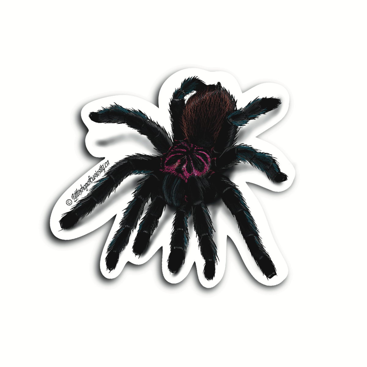 Colombian Lesserblack Tarantula Sticker - Colour Sticker - Little Shop of Curiosity