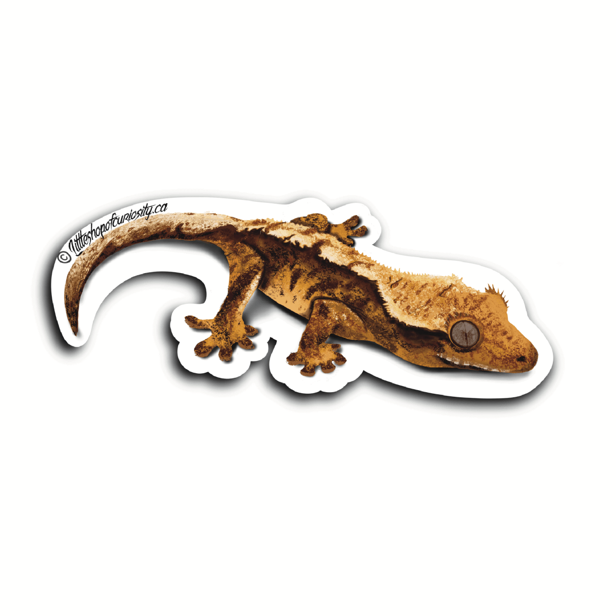 Crested Gecko Sticker - Colour Sticker - Little Shop of Curiosity