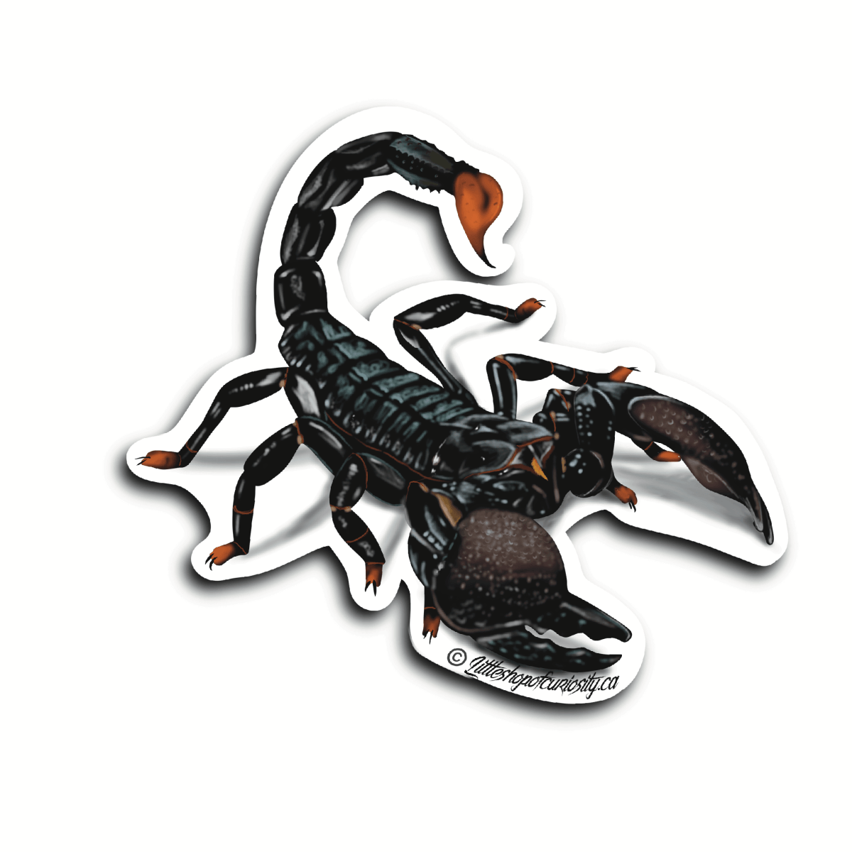 Emperor Scorpion Sticker - Colour Sticker - Little Shop of Curiosity