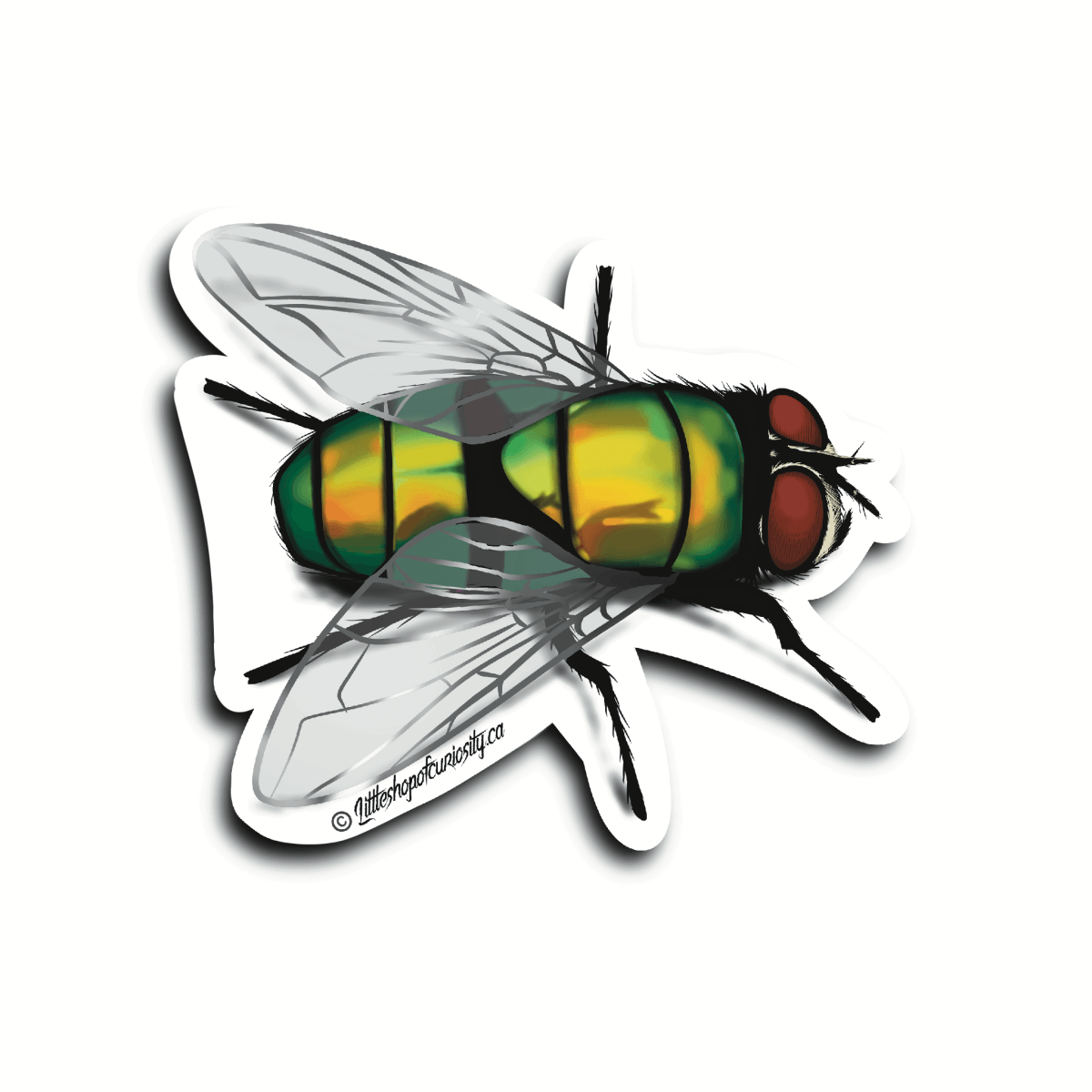 Fly Sticker - Colour Sticker - Little Shop of Curiosity