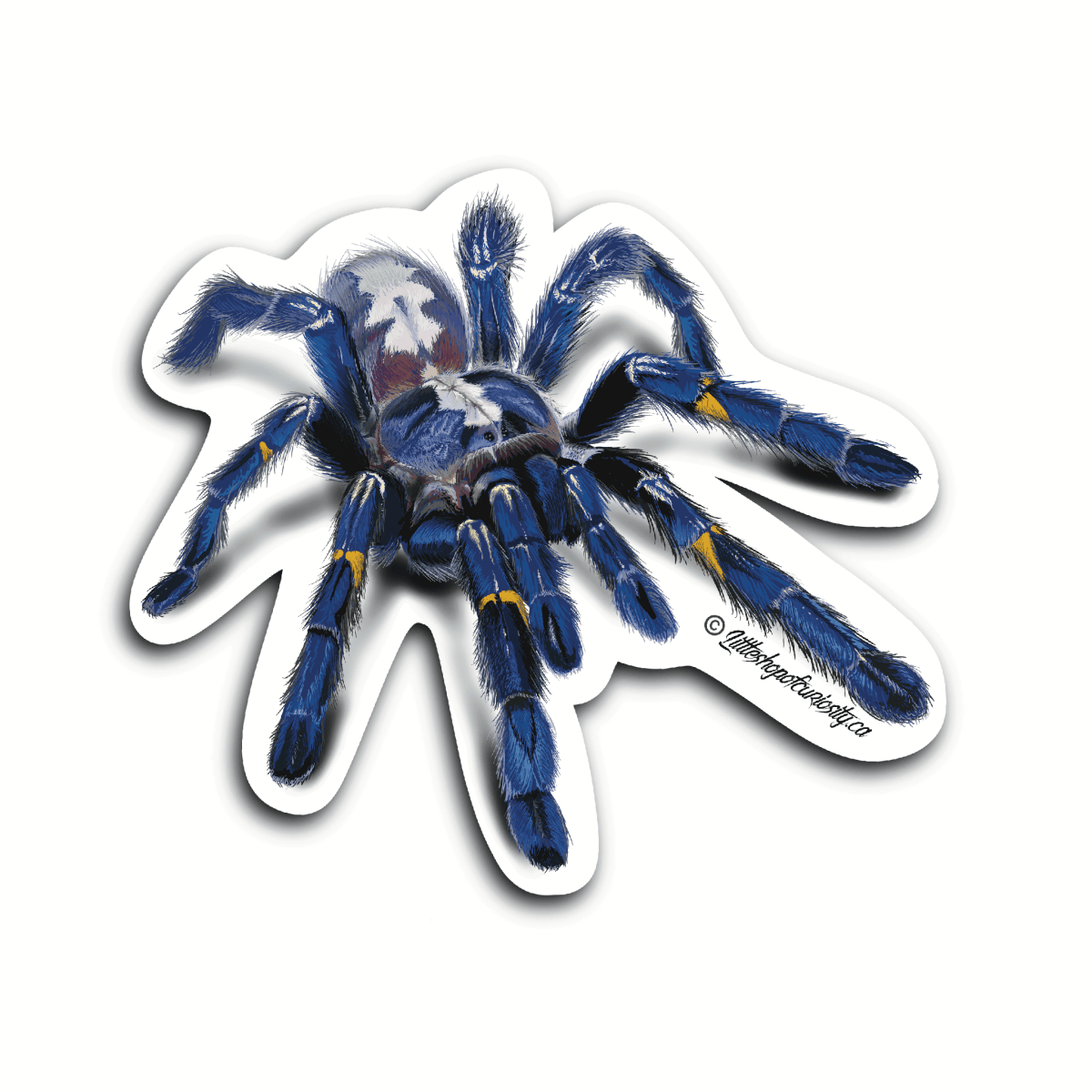 Gooty Sapphire Ornamental Tarantula Sticker - Colour Sticker - Little Shop of Curiosity