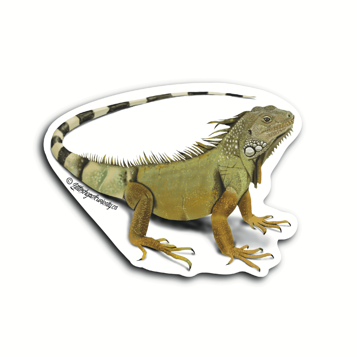 Green Iguana Sticker - Colour Sticker - Little Shop of Curiosity