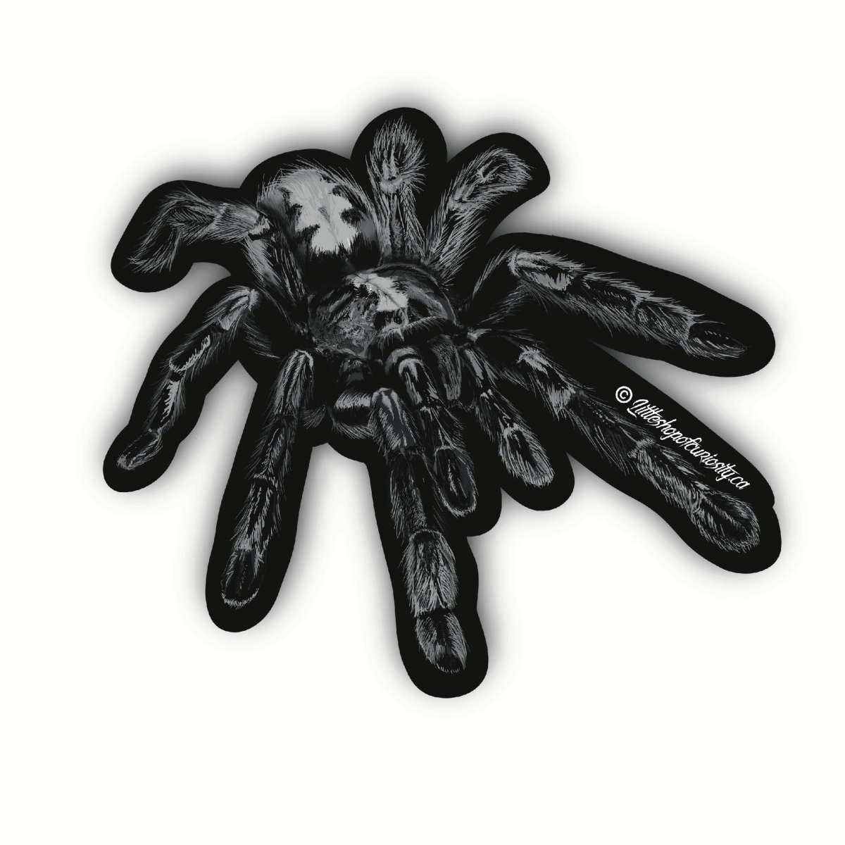 Greyscale Tarantula Sticker - Black & White Sticker - Little Shop of Curiosity