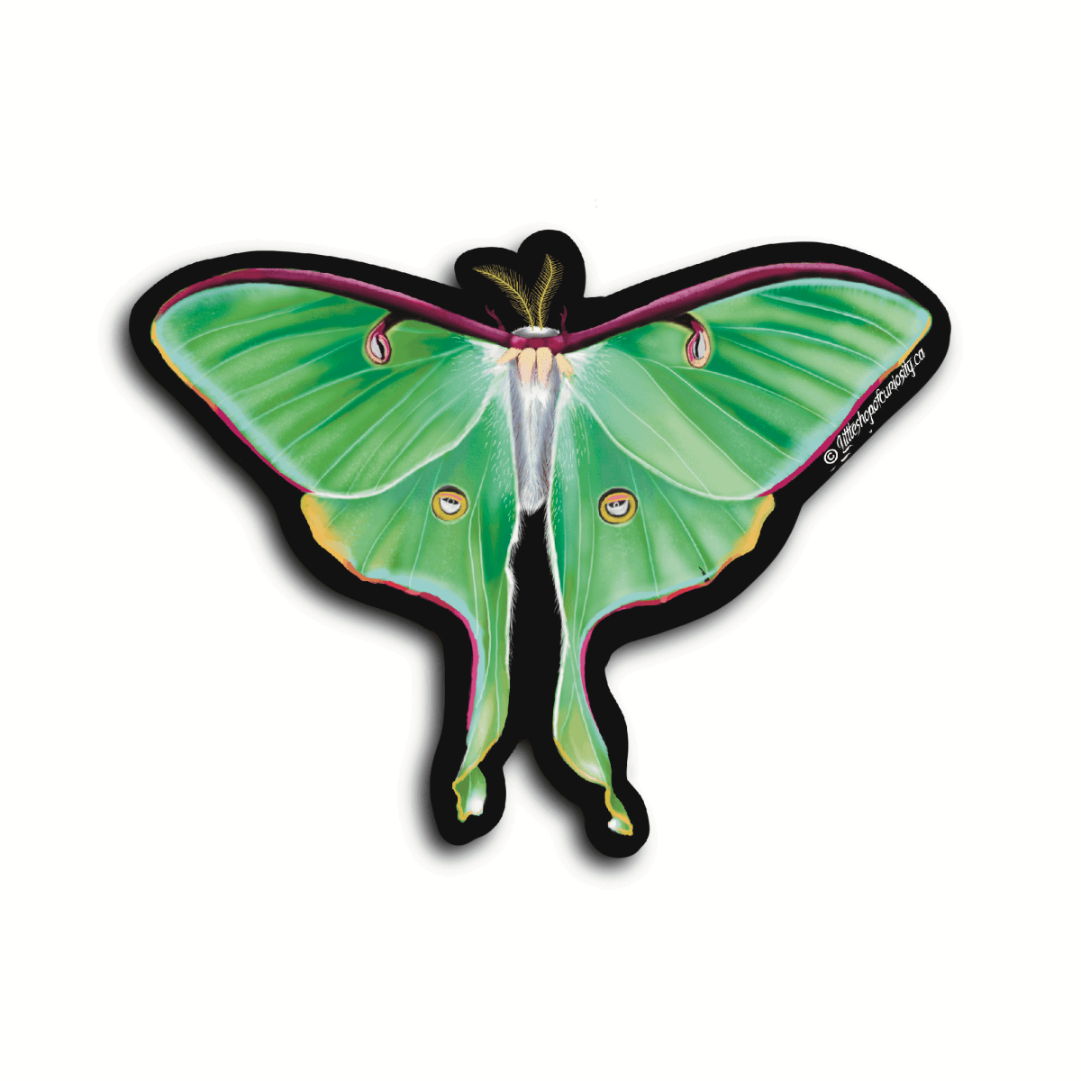 Luna Moth Sticker - Colour Sticker - Little Shop of Curiosity