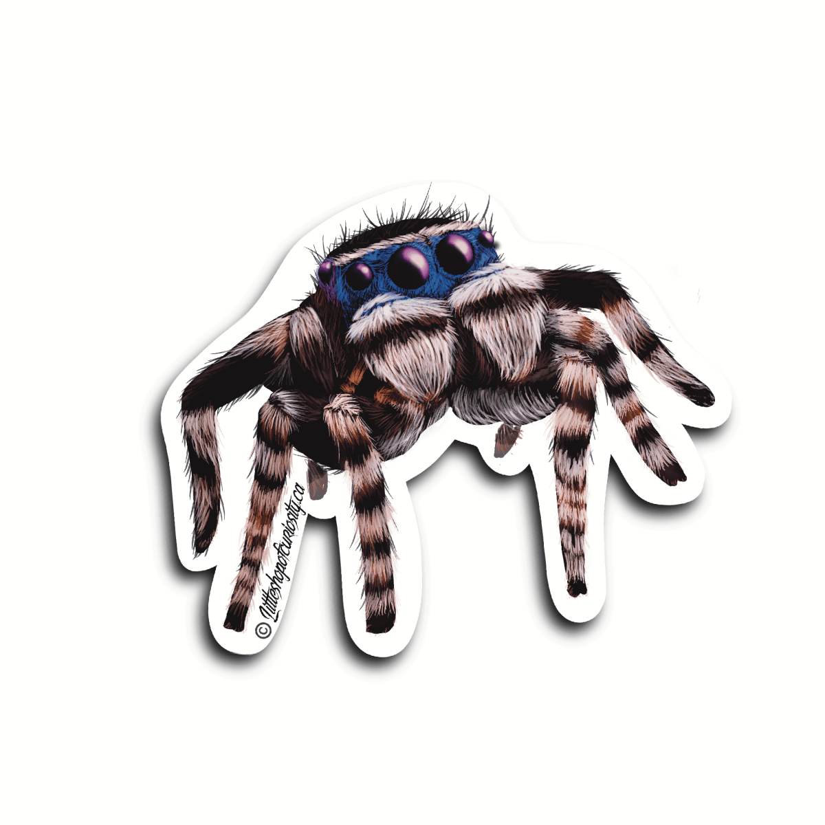 Masked Peacock Spider Sticker - Colour Sticker - Little Shop of Curiosity