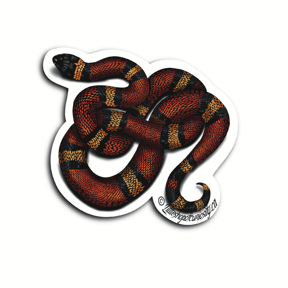 Mexican Milk Snake Sticker - Colour Sticker - Little Shop of Curiosity