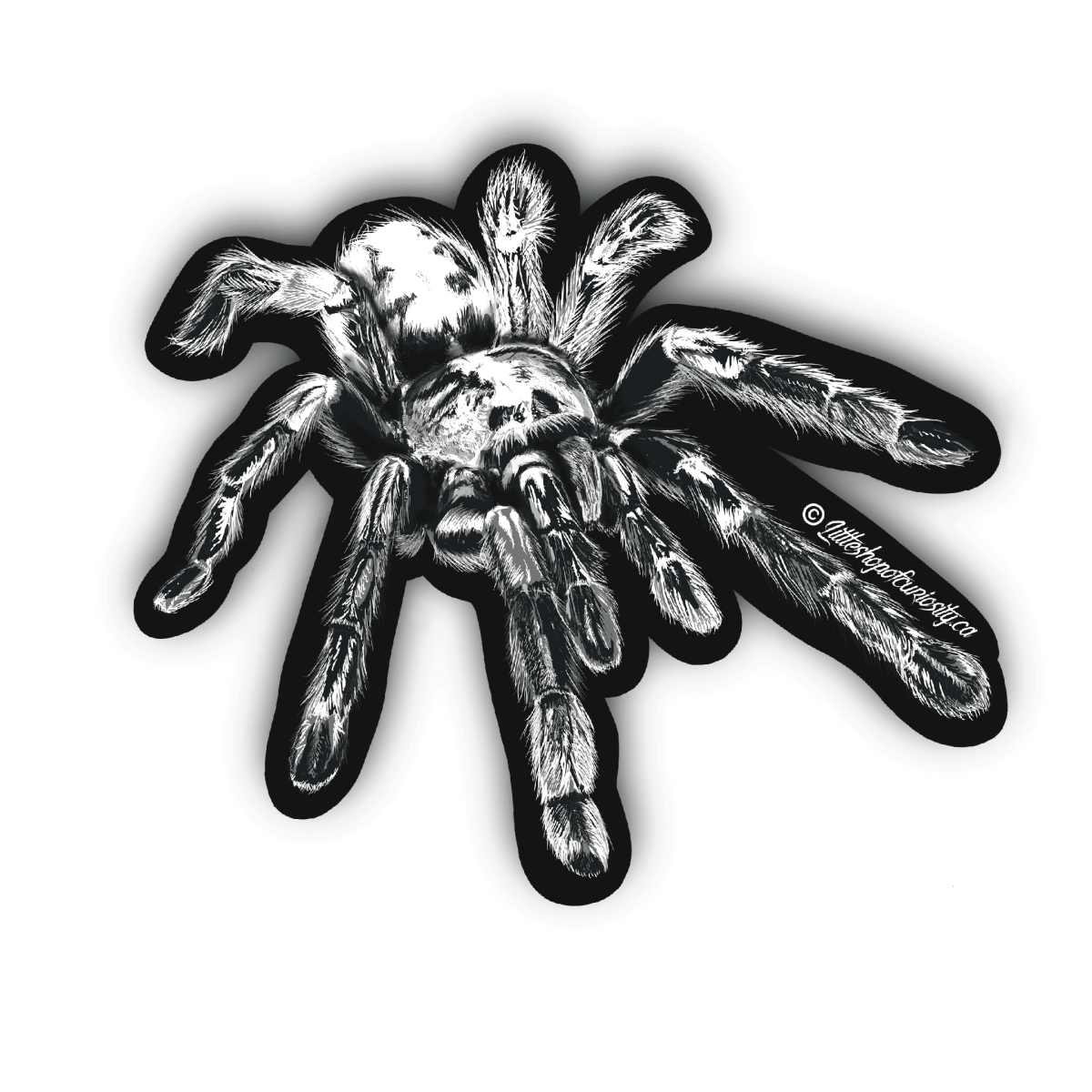 Monochrome Tarantula Sticker - Black & White Sticker - Little Shop of Curiosity