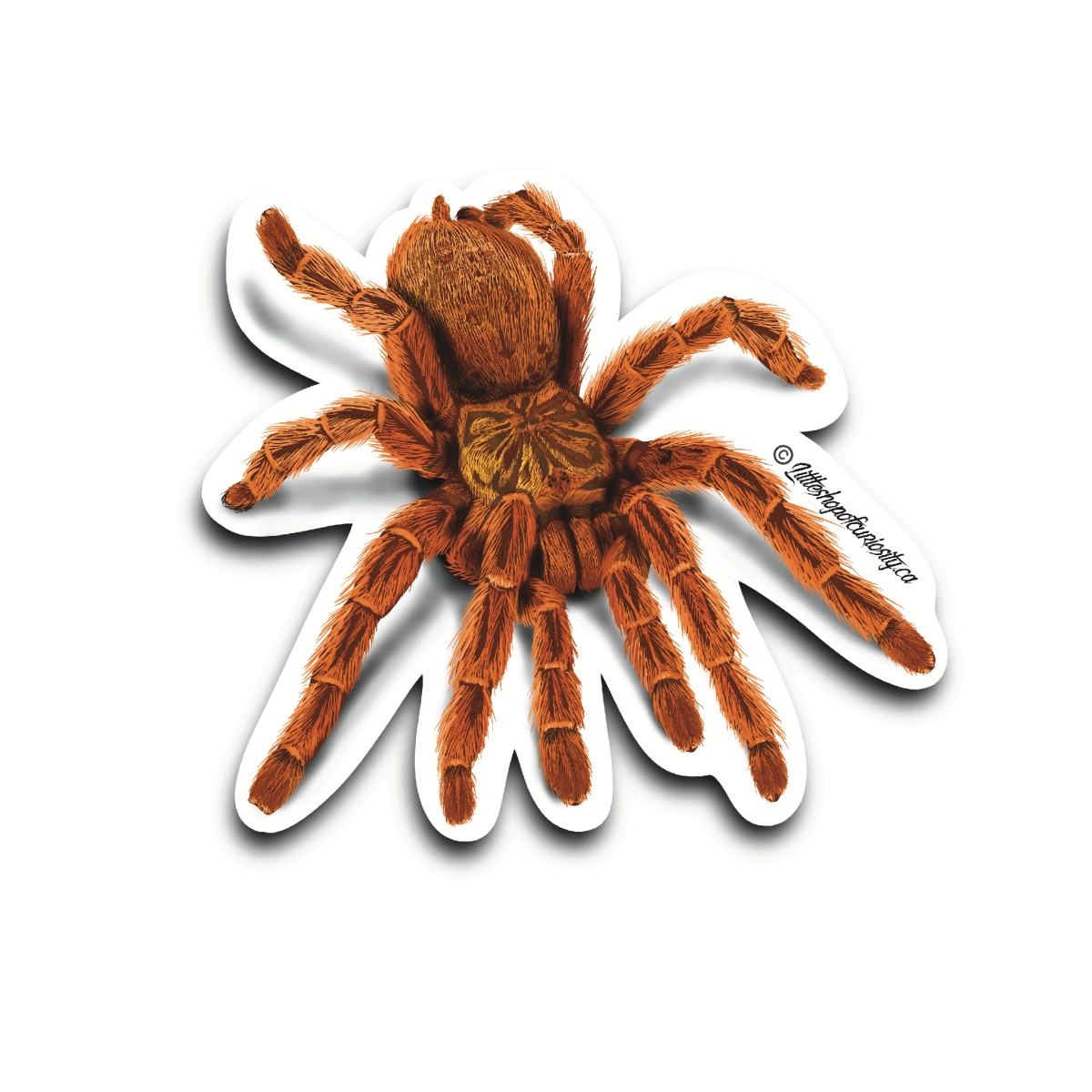 Orange Baboon Tarantula Sticker - Colour Sticker - Little Shop of Curiosity