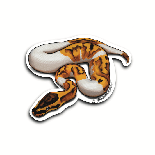 Pied Ball Python Sticker - Colour Sticker - Little Shop of Curiosity