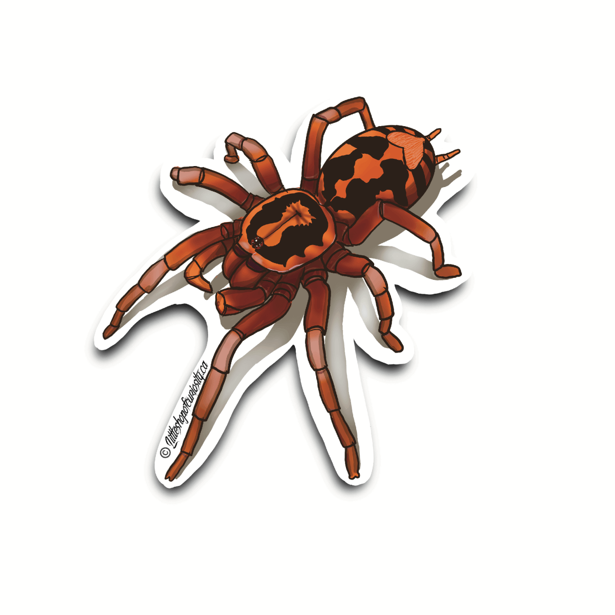 Pumpkin Patch Tarantula Sticker - Colour Sticker - Little Shop of Curiosity