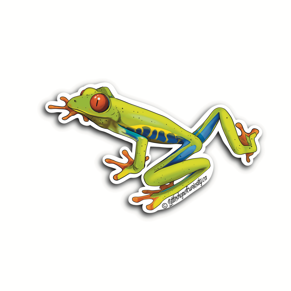 Red-eyed Tree Frog Sticker - Colour Sticker - Little Shop of Curiosity
