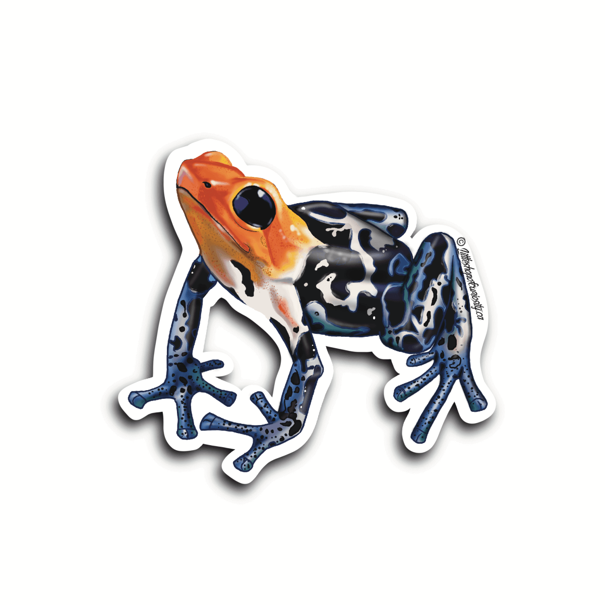 Red-headed Poison Dart Frog Sticker - Colour Sticker - Little Shop of Curiosity