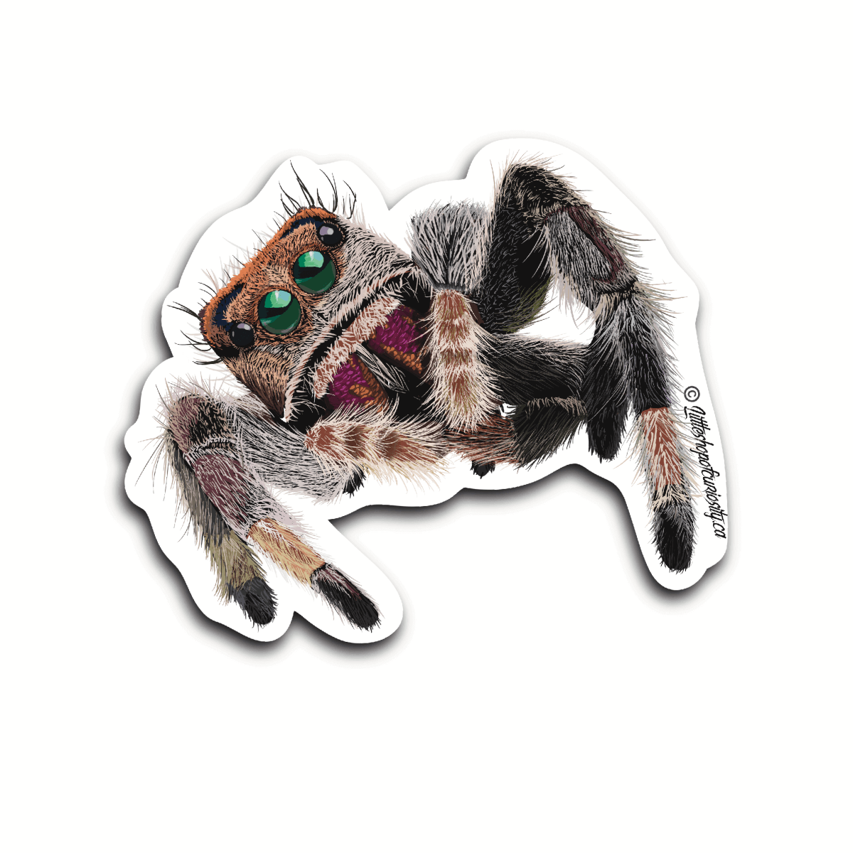 Regal Jumping Spider Sticker - Female - Colour Sticker - Little Shop of Curiosity