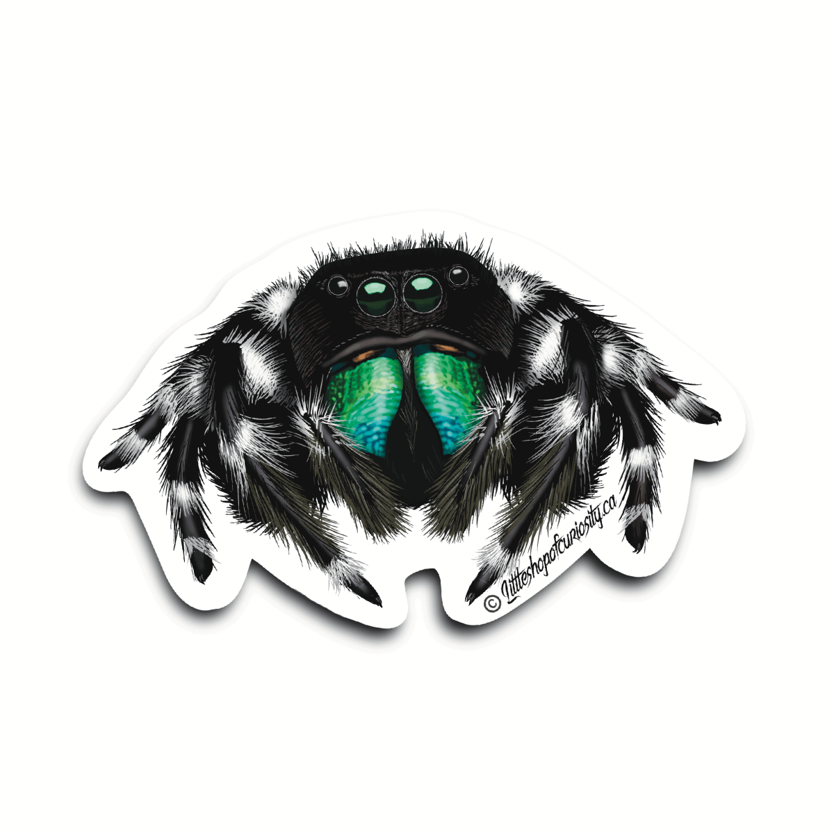 Regal Jumping Spider Sticker - Male - Colour Sticker - Little Shop of Curiosity