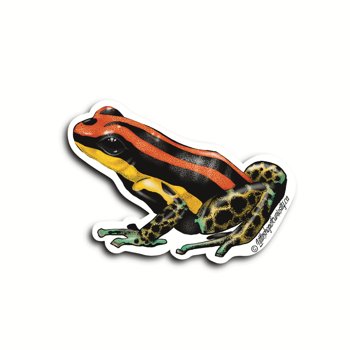 Reticulated Poison Dart Frog Sticker - Colour Sticker - Little Shop of Curiosity