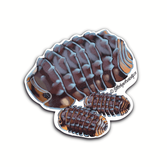 Shiny Gator Isopod Sticker - Colour Sticker - Little Shop of Curiosity