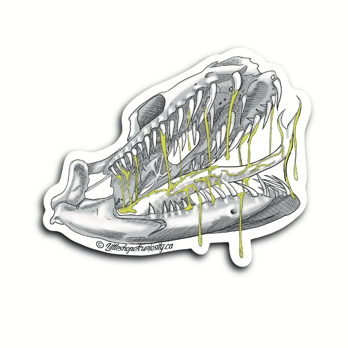 Snake Skull With Venom Sticker - Colour Sticker - Little Shop of Curiosity