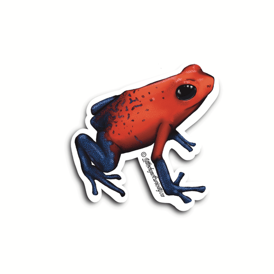 Strawberry Poison Dart Frog Sticker - 'Blue Jeans' - Colour Sticker - Little Shop of Curiosity