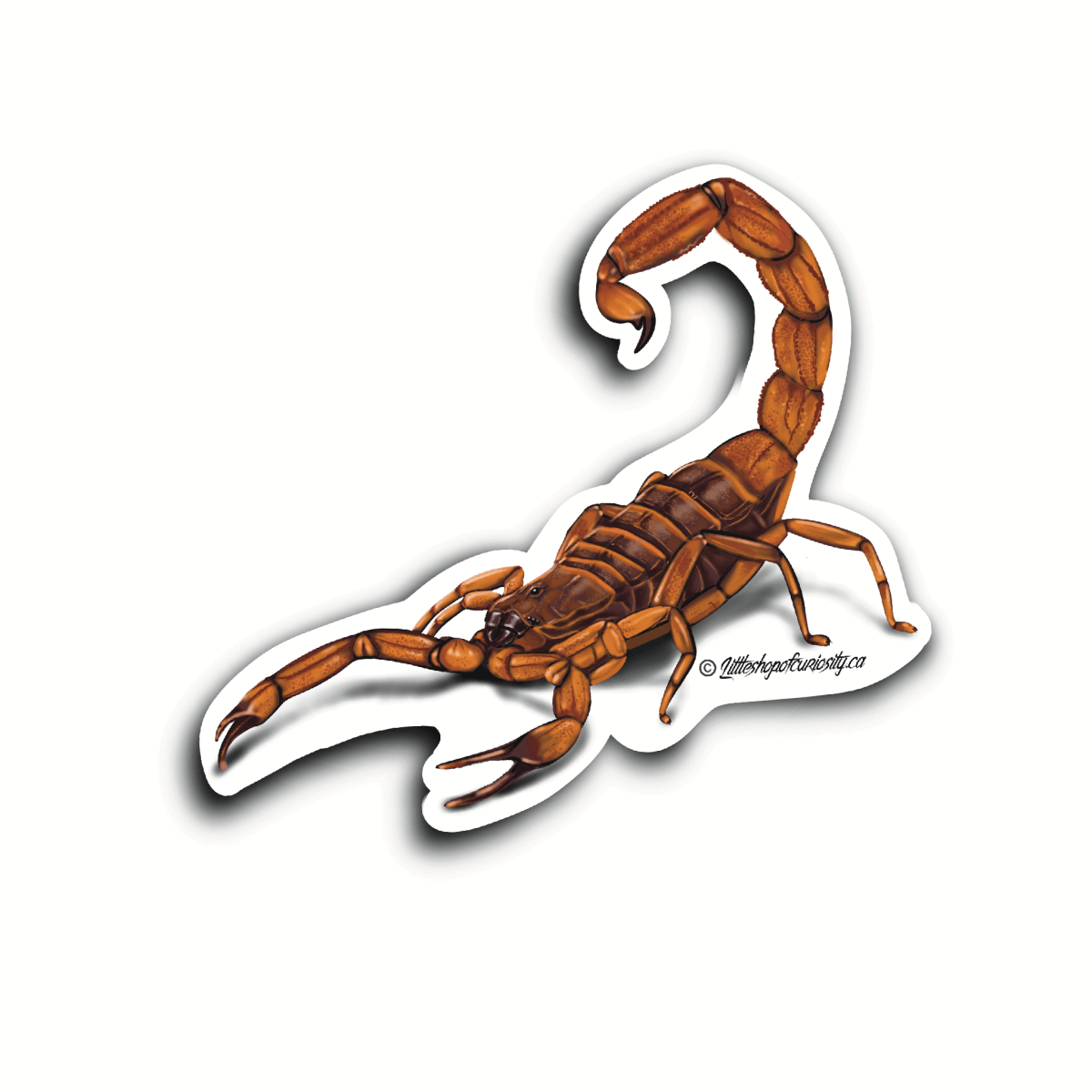 Tanzanian Bark Scorpion Sticker - Colour Sticker - Little Shop of Curiosity