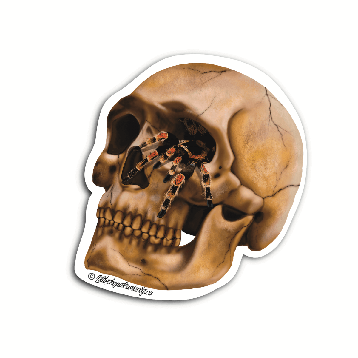 Tarantula in Skull Sticker - Colour Sticker - Little Shop of Curiosity