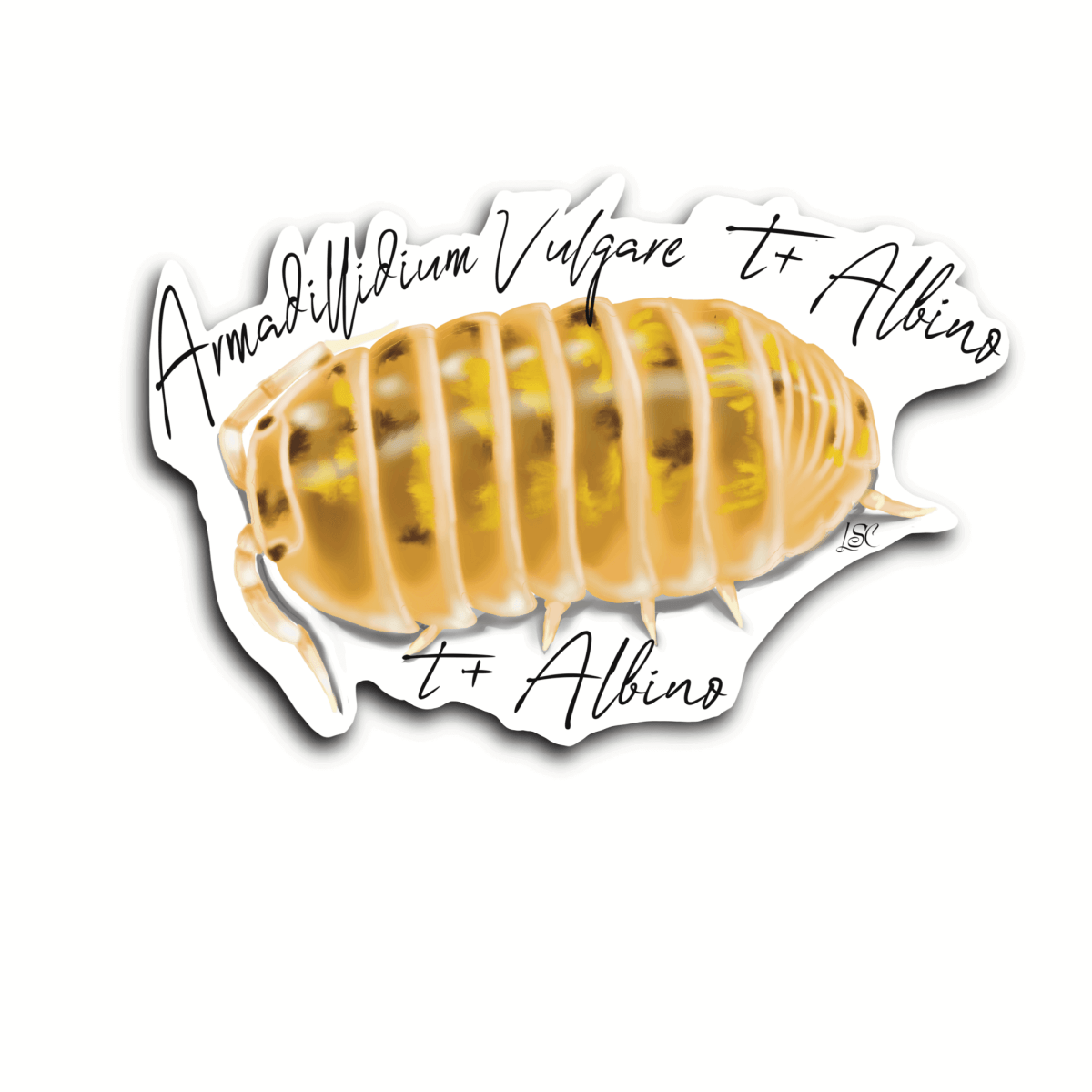 Tyrosinase Positive Albino Isopod Sticker - Colour Sticker - Little Shop of Curiosity