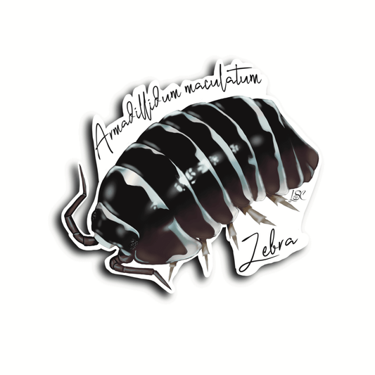 Zebra Isopod Sticker - Colour Sticker - Little Shop of Curiosity
